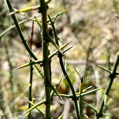 Discaria pubescens at Booth, ACT - Today by KMcCue