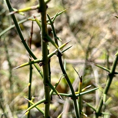 Discaria pubescens (Australian Anchor Plant) at Booth, ACT - Yesterday by KMcCue