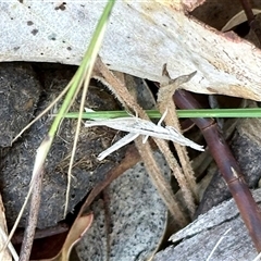 Unidentified Grasshopper (several families) at Booth, ACT - Yesterday by KMcCue