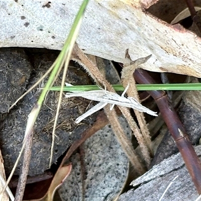 Unidentified Grasshopper (several families) at Booth, ACT - Yesterday by KMcCue