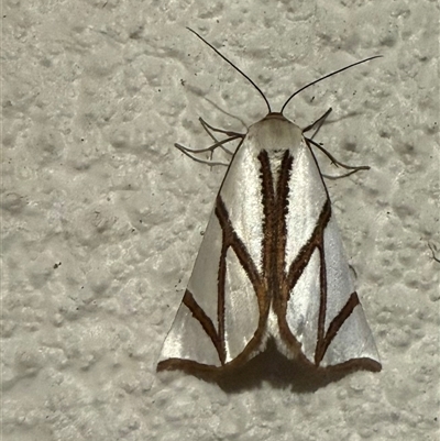 Thalaina clara (Clara's Satin Moth) at Mount Fairy, NSW - Yesterday by leith7