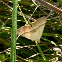 Anachloris subochraria (Golden Grass Carpet) at Booth, ACT - Yesterday by KMcCue