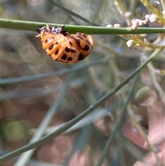 Harmonia conformis (Common Spotted Ladybird) at Theodore, ACT - Yesterday by Cardy