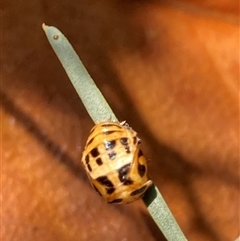 Harmonia conformis at Theodore, ACT - 22 Mar 2025 03:38 PM