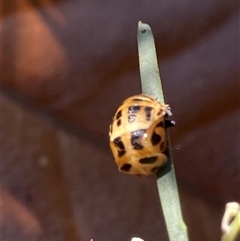Harmonia conformis at Theodore, ACT - 22 Mar 2025 03:38 PM