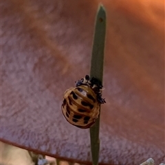 Harmonia conformis at Theodore, ACT - 22 Mar 2025 03:38 PM