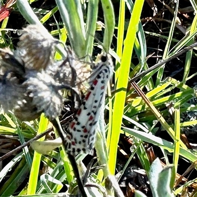 Utetheisa (genus) (A tiger moth) at Booth, ACT - Yesterday by KMcCue