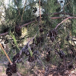 Exocarpos cupressiformis at Crowther, NSW - 22 Mar 2025 11:17 AM