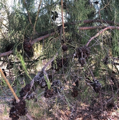 Unidentified Plant at Crowther, NSW - Yesterday by Frecko