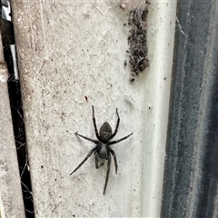 Badumna insignis (Black House Spider) at Aranda, ACT - Yesterday by KMcCue