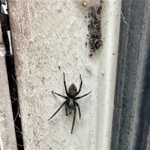 Badumna insignis (Black House Spider) at Aranda, ACT - 22 Mar 2025 by KMcCue