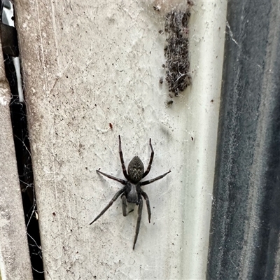 Badumna insignis (Black House Spider) at Aranda, ACT - Yesterday by KMcCue