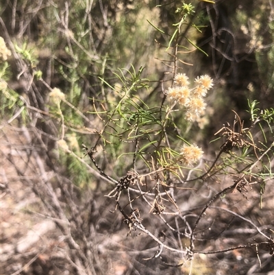 Unidentified Plant at Crowther, NSW - 18 Mar 2025 by Frecko