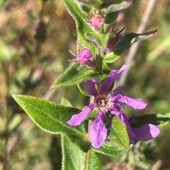 Lythrum salicaria (Purple Loosestrife) at Bolaro, NSW - Yesterday by JaneR