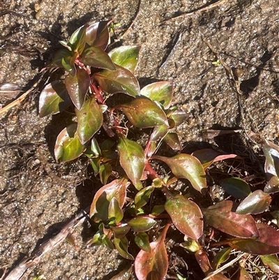 Ludwigia palustris (Marsh Purslane) at Bolaro, NSW - Yesterday by JaneR