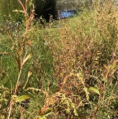 Persicaria hydropiper (Water Pepper) at Bolaro, NSW - Yesterday by JaneR