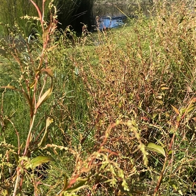 Persicaria hydropiper (Water Pepper) at Bolaro, NSW - Yesterday by JaneR