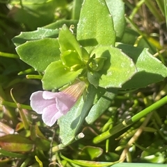 Gratiola peruviana (Australian Brooklime) at Bolaro, NSW - Yesterday by JaneR