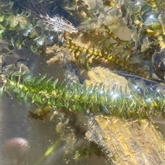 Elodea canadensis (Canadian Pondweed) at Bolaro, NSW - Yesterday by JaneR