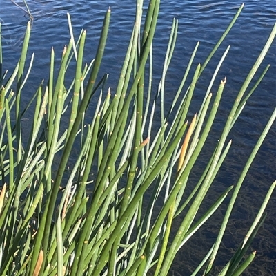 Eleocharis sphacelata (Tall Spike-rush) at Bolaro, NSW - Yesterday by JaneR