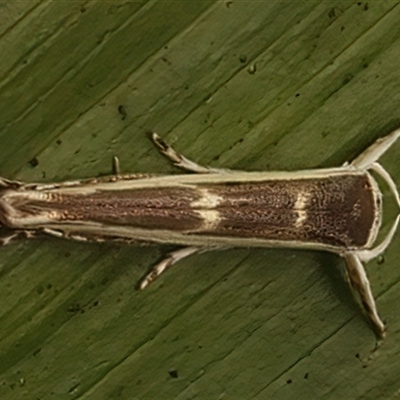 Vanicela xenadelpha (Roeslerstammiidae, Tineoidea) at Bulli, NSW - 20 Mar 2025 by jb2602