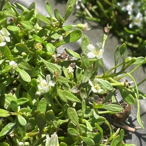 Glossostigma elatinoides (Small Mud-mat) at Bolaro, NSW - 22 Mar 2025 by JaneR