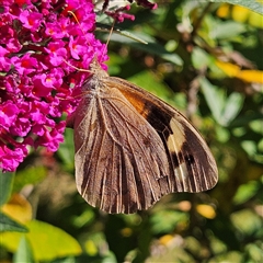 Heteronympha merope (Common Brown Butterfly) at Braidwood, NSW - 22 Mar 2025 by MatthewFrawley