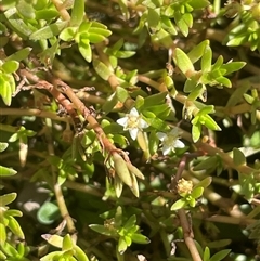 Crassula helmsii (Swamp Stonecrop) at Bolaro, NSW - 22 Mar 2025 by JaneR