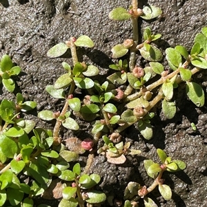 Elatine gratioloides (Waterwort) at Bolaro, NSW - 22 Mar 2025 by JaneR