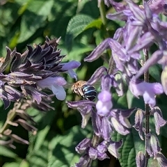 Amegilla sp. (genus) (Blue Banded Bee) at Tharwa, ACT - Yesterday by brittlewis