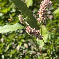 Persicaria lapathifolia at Bolaro, NSW - Yesterday by JaneR