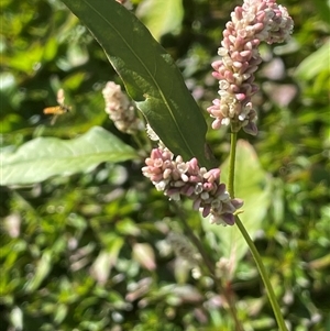 Persicaria lapathifolia (Pale Knotweed) at Bolaro, NSW - 22 Mar 2025 by JaneR