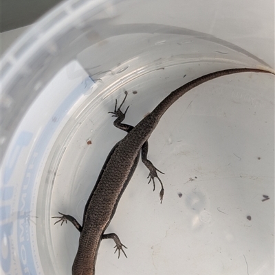 Lampropholis delicata (Delicate Skink) by CattleDog