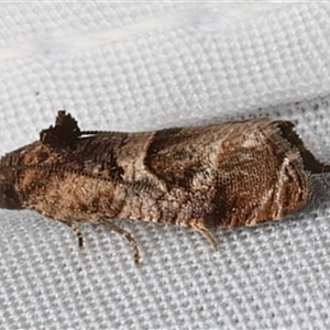 Lobesia (genus) at Bulli, NSW - 20 Mar 2025 10:59 PM
