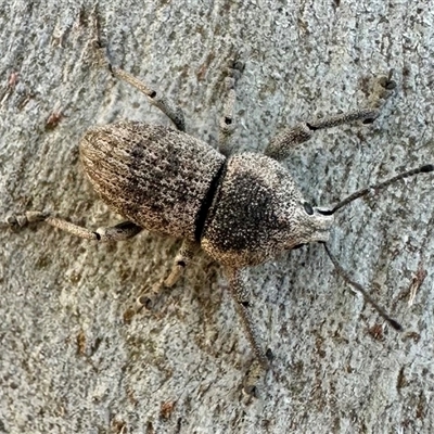 Polyphrades paganus (A weevil) at Hackett, ACT - 22 Mar 2025 by Pirom