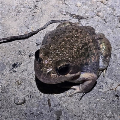 Limnodynastes dumerilii at Tharwa, ACT - Yesterday by FeralGhostbat