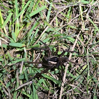 Dolomedes sp. (genus) (Fishing spider) at Tharwa, ACT - Yesterday by FeralGhostbat