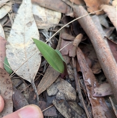 Unidentified Orchid at South Durras, NSW - Yesterday by WalterEgo