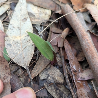 Cryptostylis sp. at South Durras, NSW - 22 Mar 2025 by WalterEgo