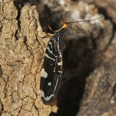 Porismus strigatus at Franklin, ACT - Yesterday by Harrisi