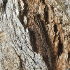 Unidentified Lacewing (Neuroptera) at Franklin, ACT - Yesterday by Harrisi