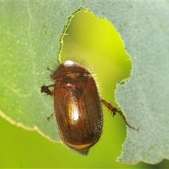 Unidentified Beetle (Coleoptera) at Franklin, ACT - Yesterday by Harrisi