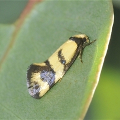 Unidentified Moth (Lepidoptera) at Franklin, ACT - Yesterday by Harrisi