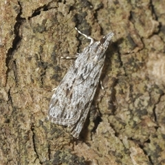 Scoparia favilliferella at Franklin, ACT - Yesterday by Harrisi