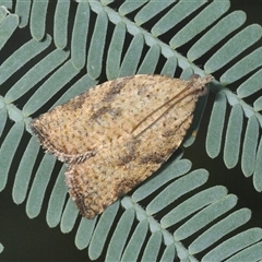 Unidentified Moth (Lepidoptera) at Franklin, ACT - Yesterday by Harrisi