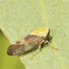 Brunotartessus fulvus (Yellow-headed Leafhopper) at Franklin, ACT - Yesterday by Harrisi