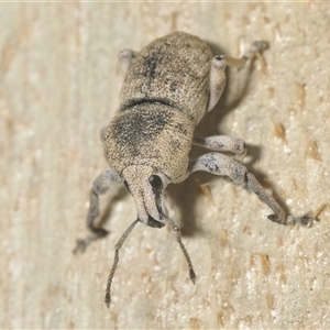 Polyphrades paganus (A weevil) at Crace, ACT - 22 Mar 2025 by Harrisi