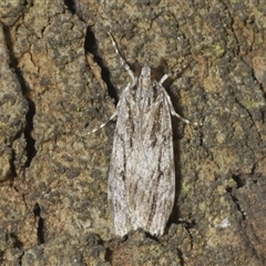 Unidentified Moth (Lepidoptera) at Franklin, ACT - Yesterday by Harrisi