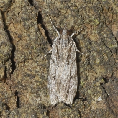 Scoparia ochrophara at Franklin, ACT - Yesterday by Harrisi