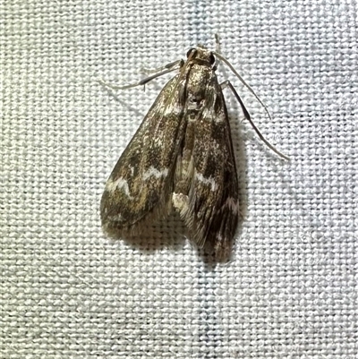 Hygraula nitens (Pond Moth) at Reid, ACT - 20 Mar 2025 by Pirom